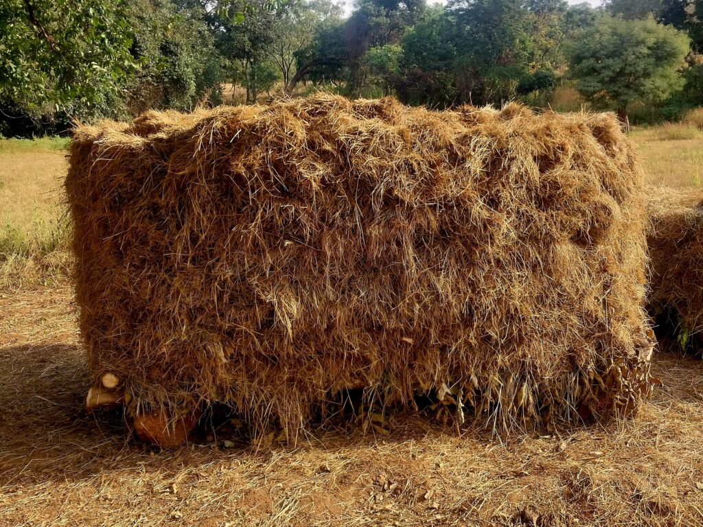 Article : Le fonio : une journée de moisson avec les cultivateurs
