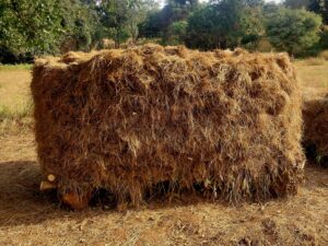 Article : Le fonio : une journée de moisson avec les cultivateurs
